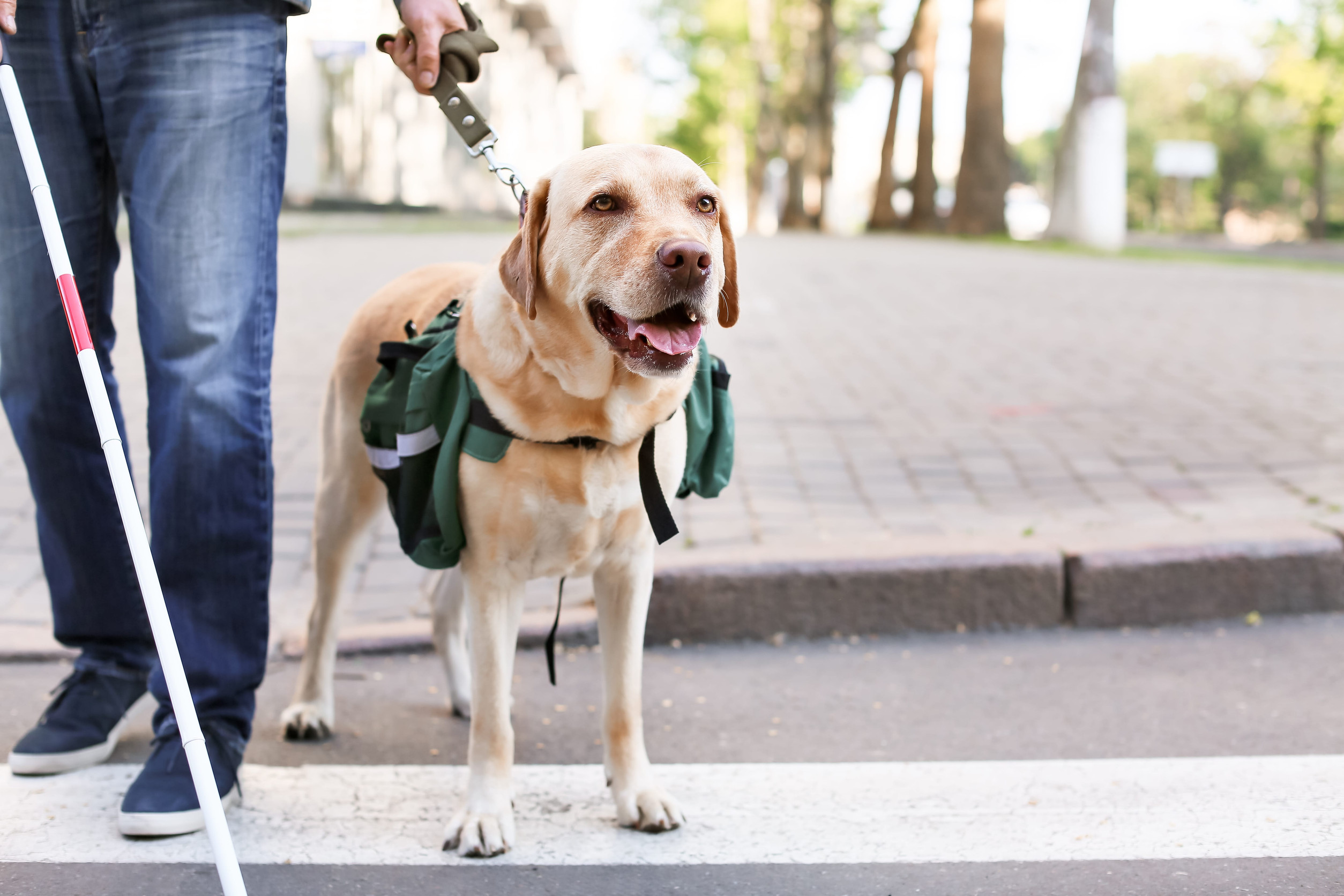 Devenir famille d’accueil pour un chien guide : une aventure humaine exceptionnelle