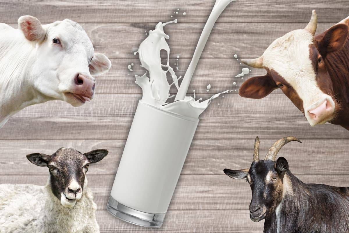 Quelles sont les différences entre le lait de vache, de brebis et de chèvre ?